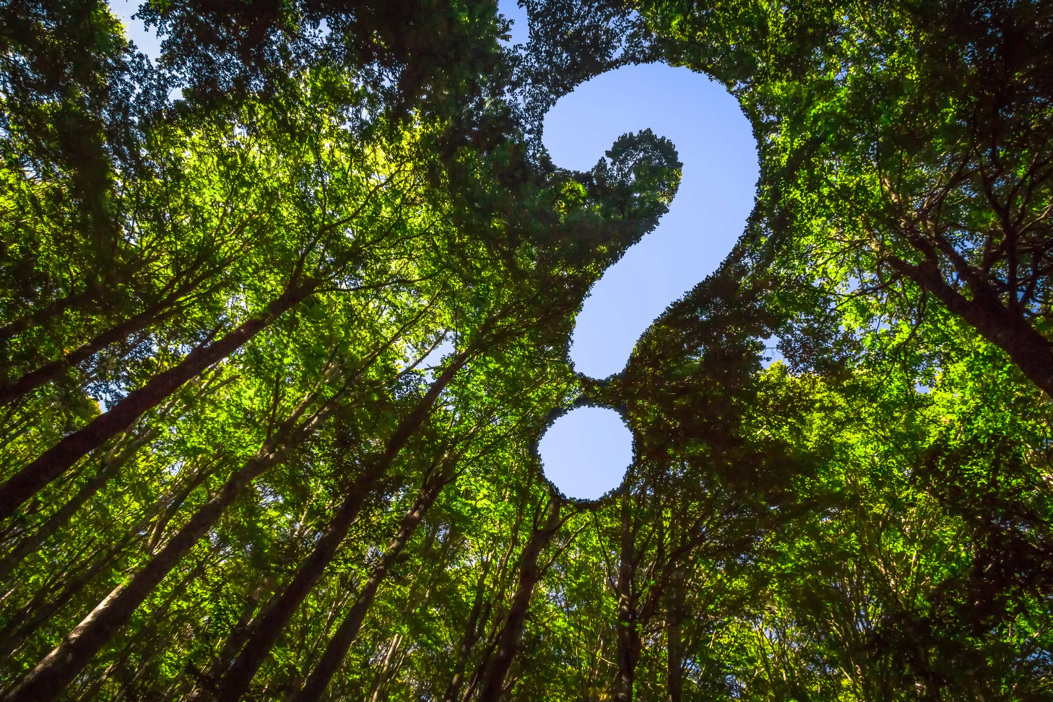 Forest canopy with sky forming a question mark shape